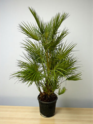 Livraison plante Chamaerops Humilis