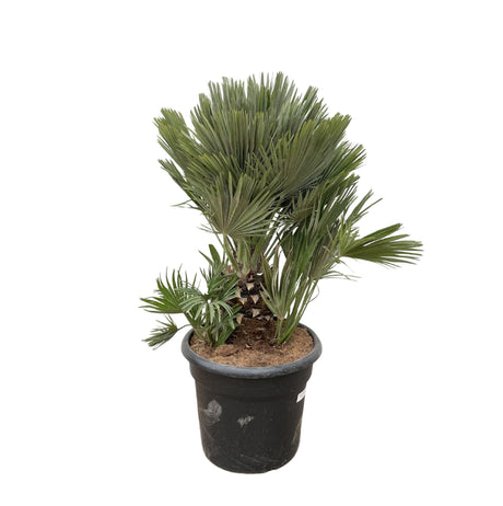 Livraison plante Chamaerops Humilis compact h100cm