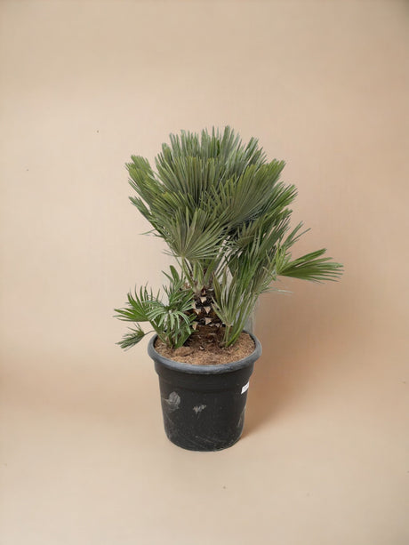 Livraison plante Chamaerops Humilis compact h100cm