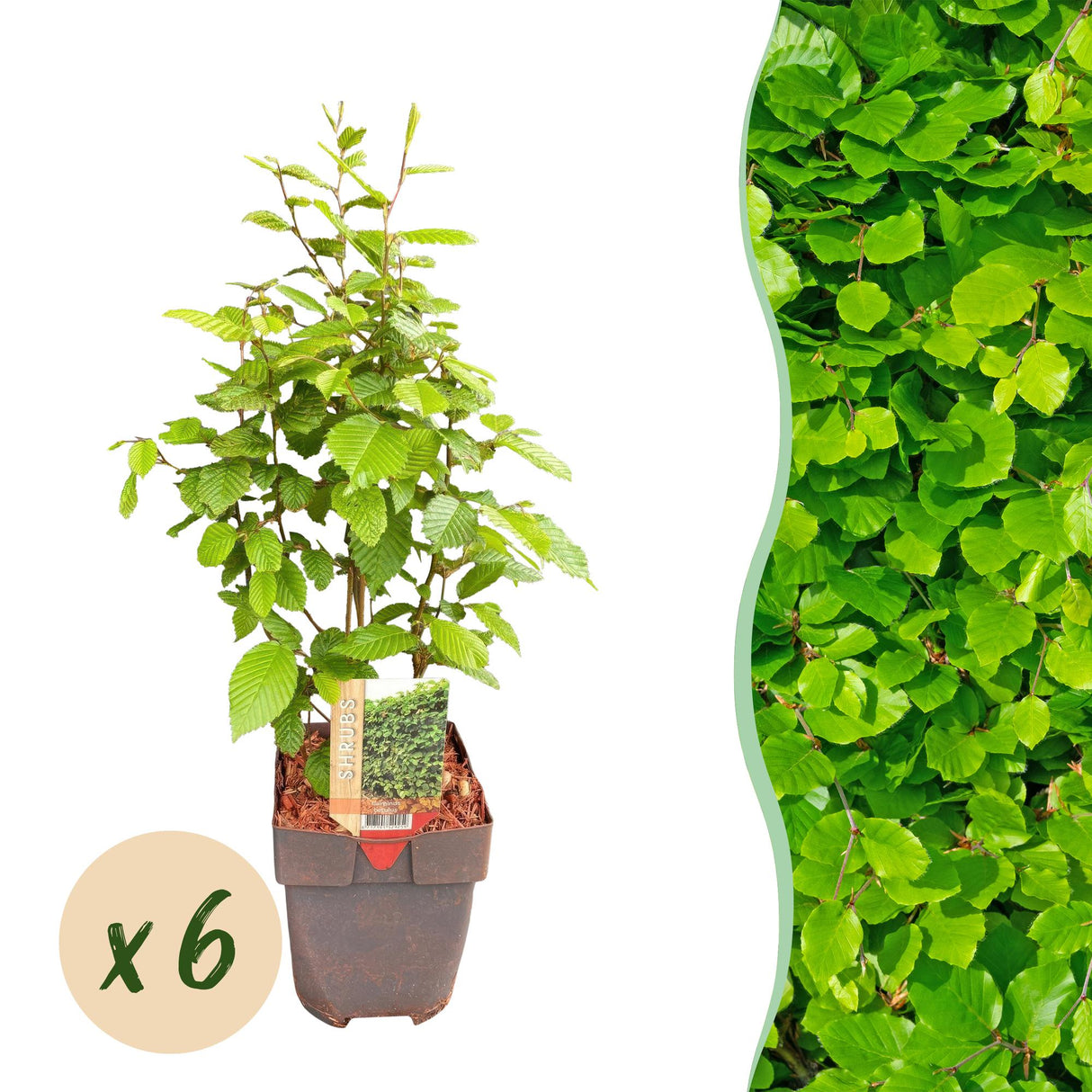 Livraison plante Charme Carpinus betulus – Lot de 6 – Hauteur 55 cm
