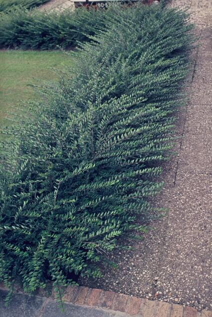 Livraison plante Chèvrefeuille à cupule