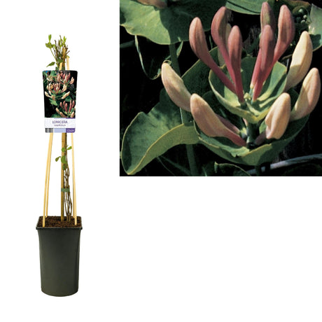 Livraison plante Chèvrefeuille Caprifolium d17cm h5cm
