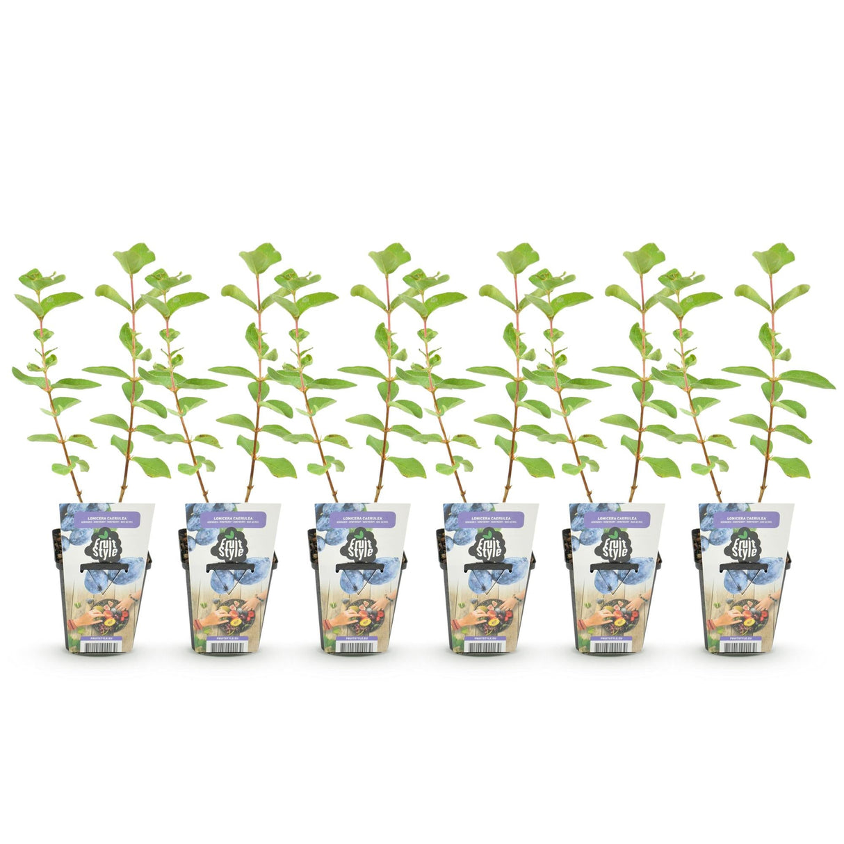 Livraison plante Chèvrefeuille comestible Kamtschatica – Lot de 6 – Pot 9 cm