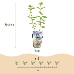 Livraison plante Chèvrefeuille comestible Kamtschatica – Lot de 6 – Pot 9 cm