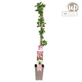 Livraison plante Chèvrefeuille des bois 'Belgica' - ↨65 cm - Ø15 - plante d'extérieur fleurie