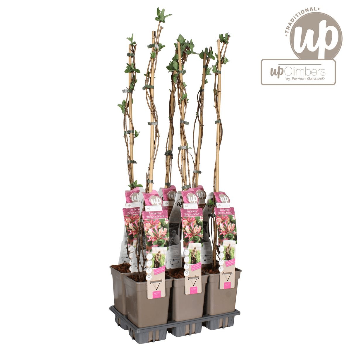 Livraison plante Chèvrefeuille des bois 'Belgica' - ↨65 cm - Ø15 - plante d'extérieur fleurie