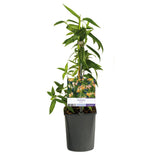 Livraison plante Chèvrefeuille Lonicera henryi – Lot de 2 – Hauteur 40 cm