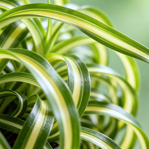 Livraison plante Chlorophytum comosum Bonnie