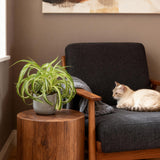 Livraison plante Chlorophytum comosum Bonnie