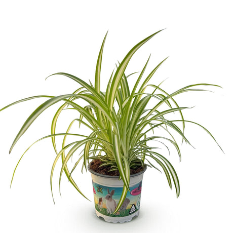 Livraison plante Chlorophytum comosum Variegatum