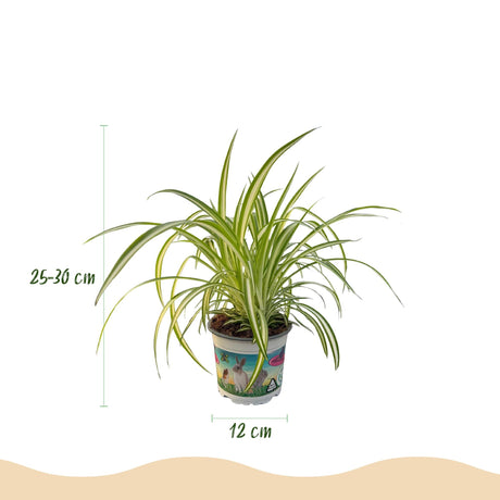 Livraison plante Chlorophytum comosum Variegatum