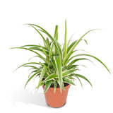 Livraison plante Chlorophytum variegata