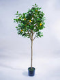 Livraison plante Citronnier - Arbre artificiel