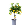 Livraison plante Citronnier Calamondin