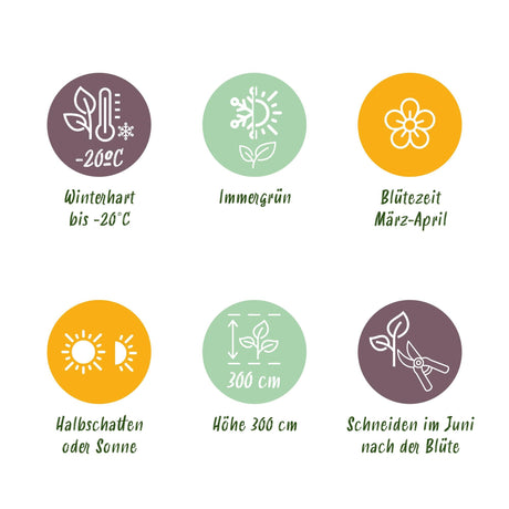 Livraison plante Clématite armandii – Lot de 1 – Pot 11 cm – Hauteur 40 cm