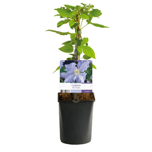 Livraison plante Clématite Blue Angel – Lot de 2 – Pot 11 cm – Hauteur 40 cm