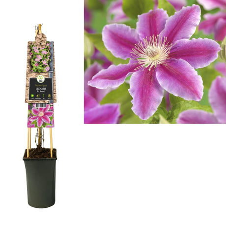 Livraison plante Clematite Dr Ruppel d17cm h75cm