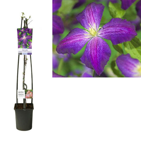 Livraison plante Clematite Fleurs violettes d23cm h115cm