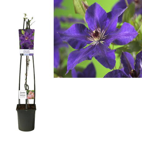 Livraison plante Clematite Le president d23cm h115cm