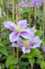 Livraison plante Clematite Peek - ↨65cm - Ø15 - plante d'extérieur fleurie grimpante