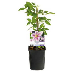 Livraison plante Clématite Piilu – Lot de 2 – Pot 11 cm – Hauteur 40 cm