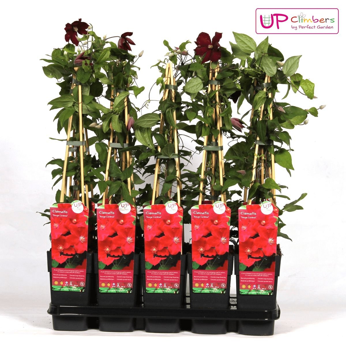 Livraison plante Clematite Rouge Cardinal - ↨65cm - Ø15 - plante d'extérieur fleurie grimpante