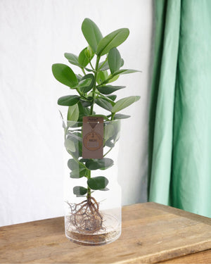 Clusia en hidrocultivo en tubo de vidrio.