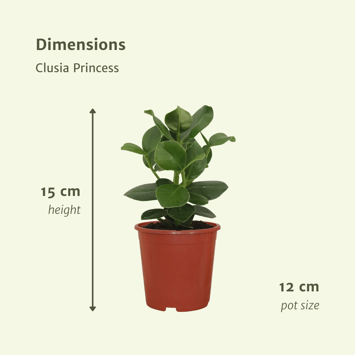 Livraison plante Clusia Princess - Lot de 2