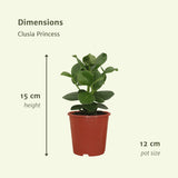 Livraison plante Clusia Princess - Lot de 2