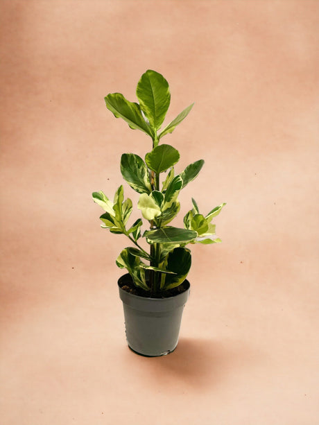 Livraison plante Clusia Rosea 'White Star'