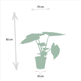 Livraison plante Coffret Alocasia Wenii, Alocasia Portodora - Lot de 2 plantes