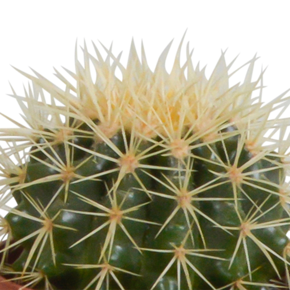 Livraison plante Coffret cactus et ses caches - pots blancs - Lot de 3 plantes, h23cm