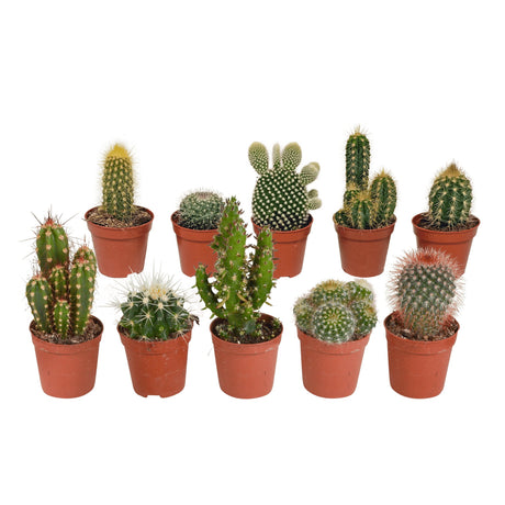 Livraison plante Coffret cactus - Lot de 10 plantes, h13cm