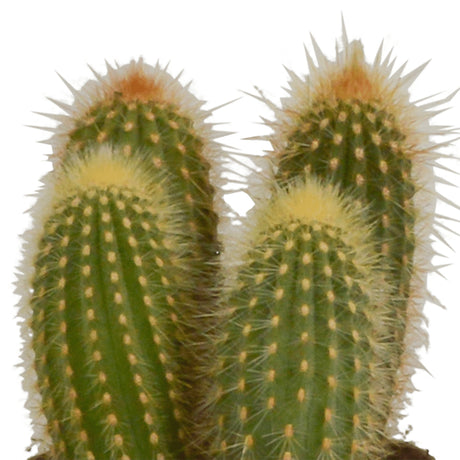 Livraison plante Coffret cactus - Lot de 3 plantes, h23cm