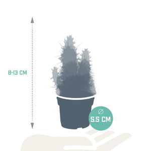 Livraison plante Coffret cactus, succulentes - Lot de 15 plantes, h13cm