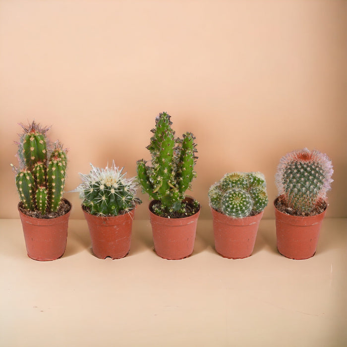 Livraison plante Coffret cactus, succulentes - Lot de 15 plantes, h13cm