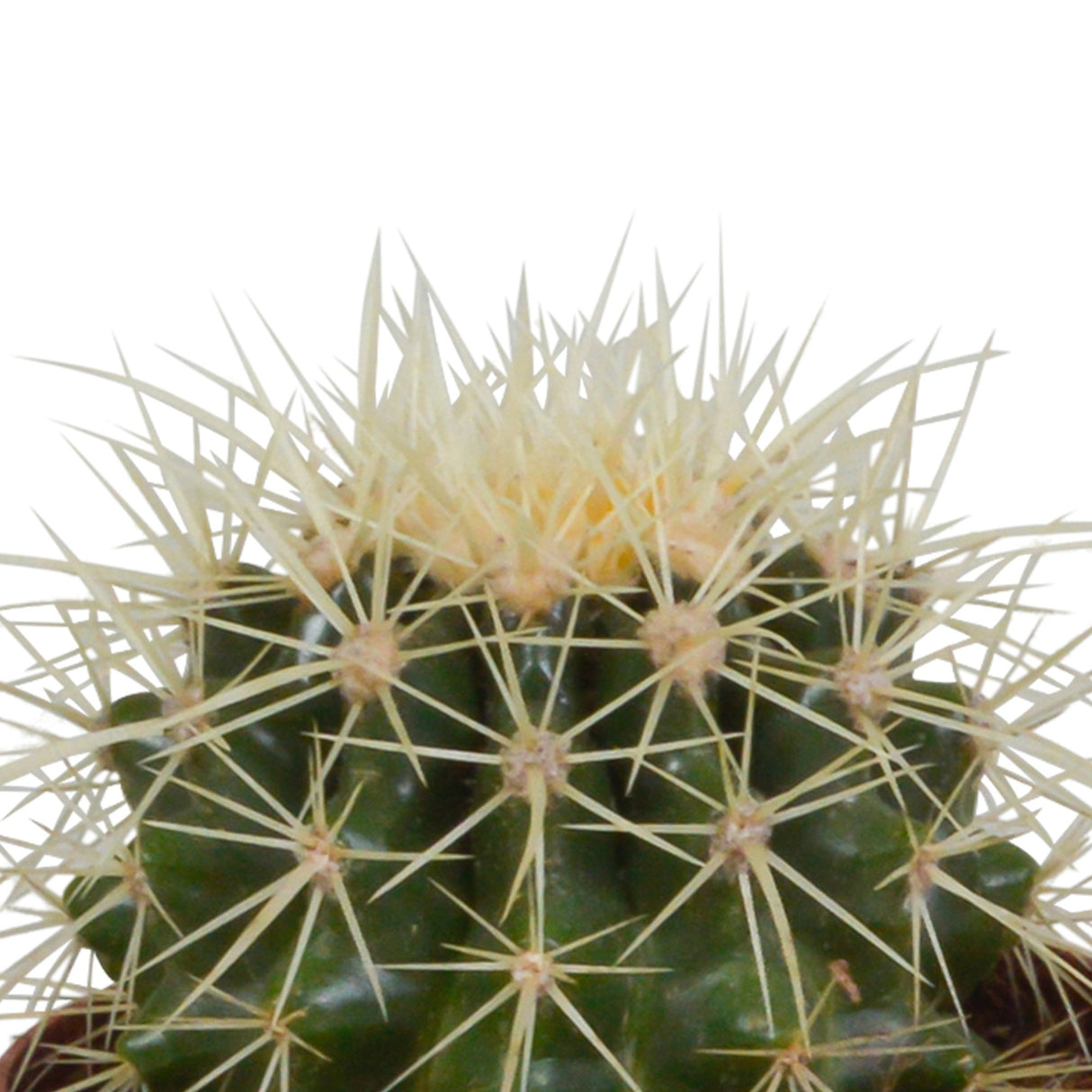 Livraison plante Coffret cadeau baby cactus - Lot de 3 plantes, h16cm