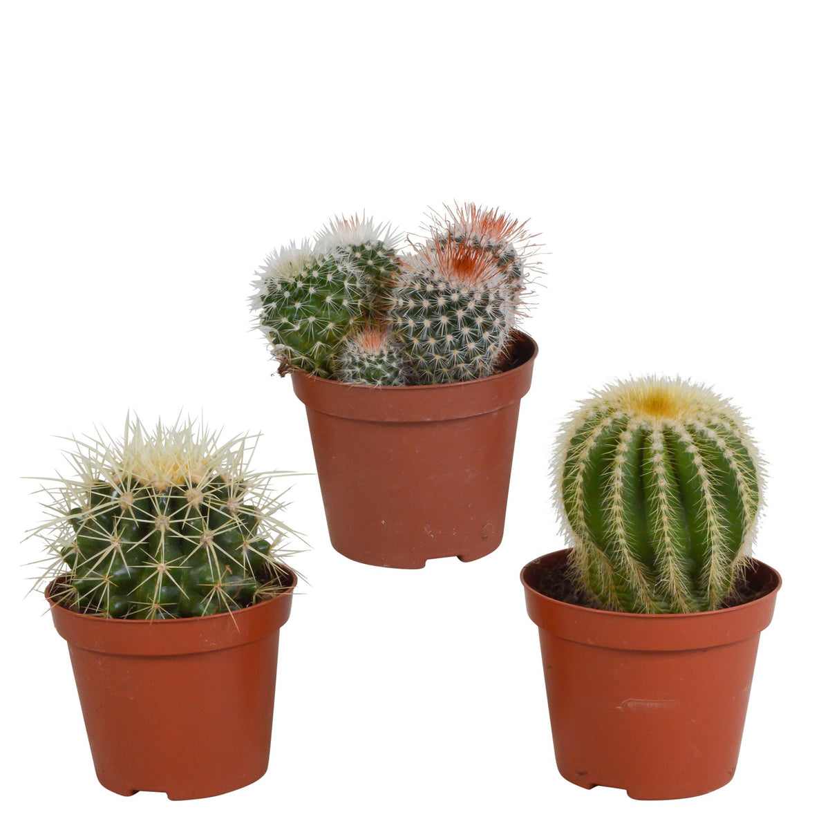 Livraison plante Coffret cadeau baby cactus - Lot de 3 plantes, h16cm