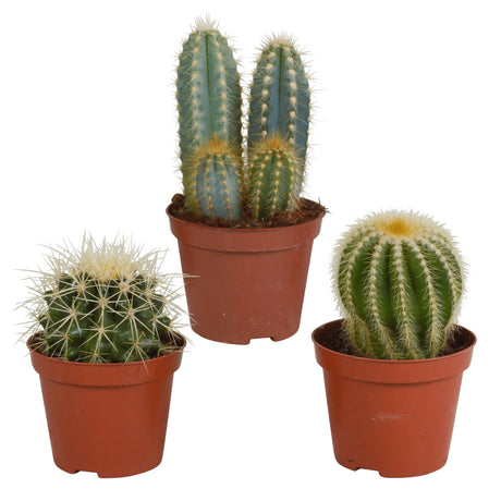 Livraison plante Coffret cadeau cactus - Lot de 3 plantes, h18cm