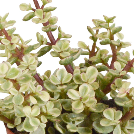 Livraison plante Coffret Crassula et ses caches - pots terracotta - Lot de 3 plantes, h18cm