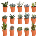 Livraison plante Coffret de 15 cactus et succulente + caches - pots terracotta
