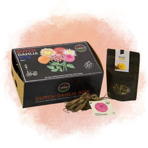 Livraison plante Coffret de bulbes hollandais Large, lot de 6 dahlias + Thé Mangue Coconut offert