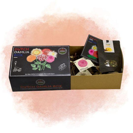 Livraison plante Coffret de bulbes hollandais Large, lot de 6 dahlias + Thé Mangue Coconut offert