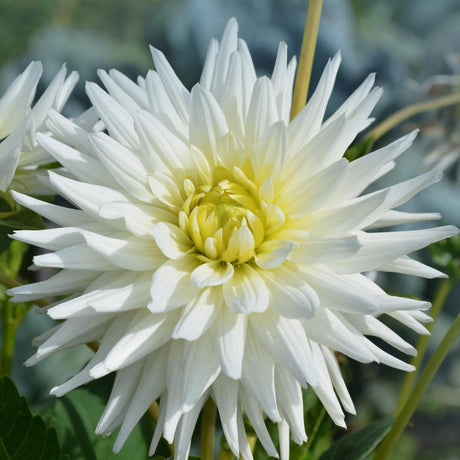 Livraison plante Coffret de bulbes hollandais Medium, lot de 4 dahlias + Thé Mangue Coconut offert