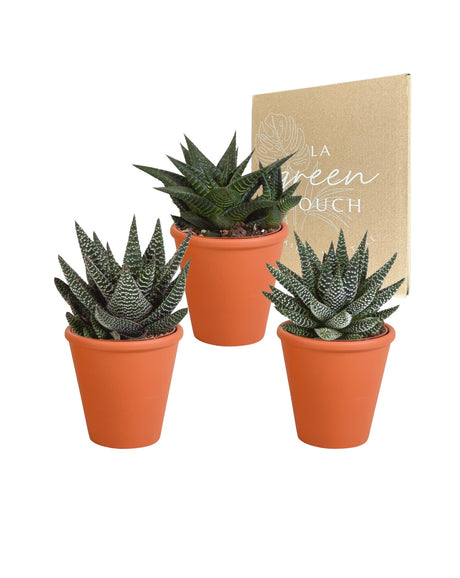 Livraison plante Coffret Gasteria, Haworthia et ses caches - pots terracotta - Lot de 3 plantes, h18cm