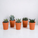 Livraison plante Coffret Gasteria, Haworthia et ses caches - pots terracotta - Lot de 5 plantes, h13cm