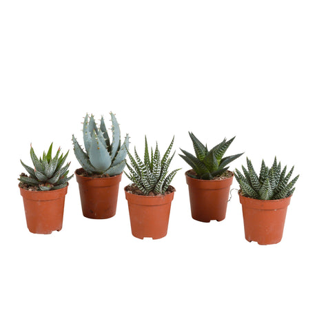 Livraison plante Coffret Gasteria, Haworthia - Lot de 5 plantes, h13cm