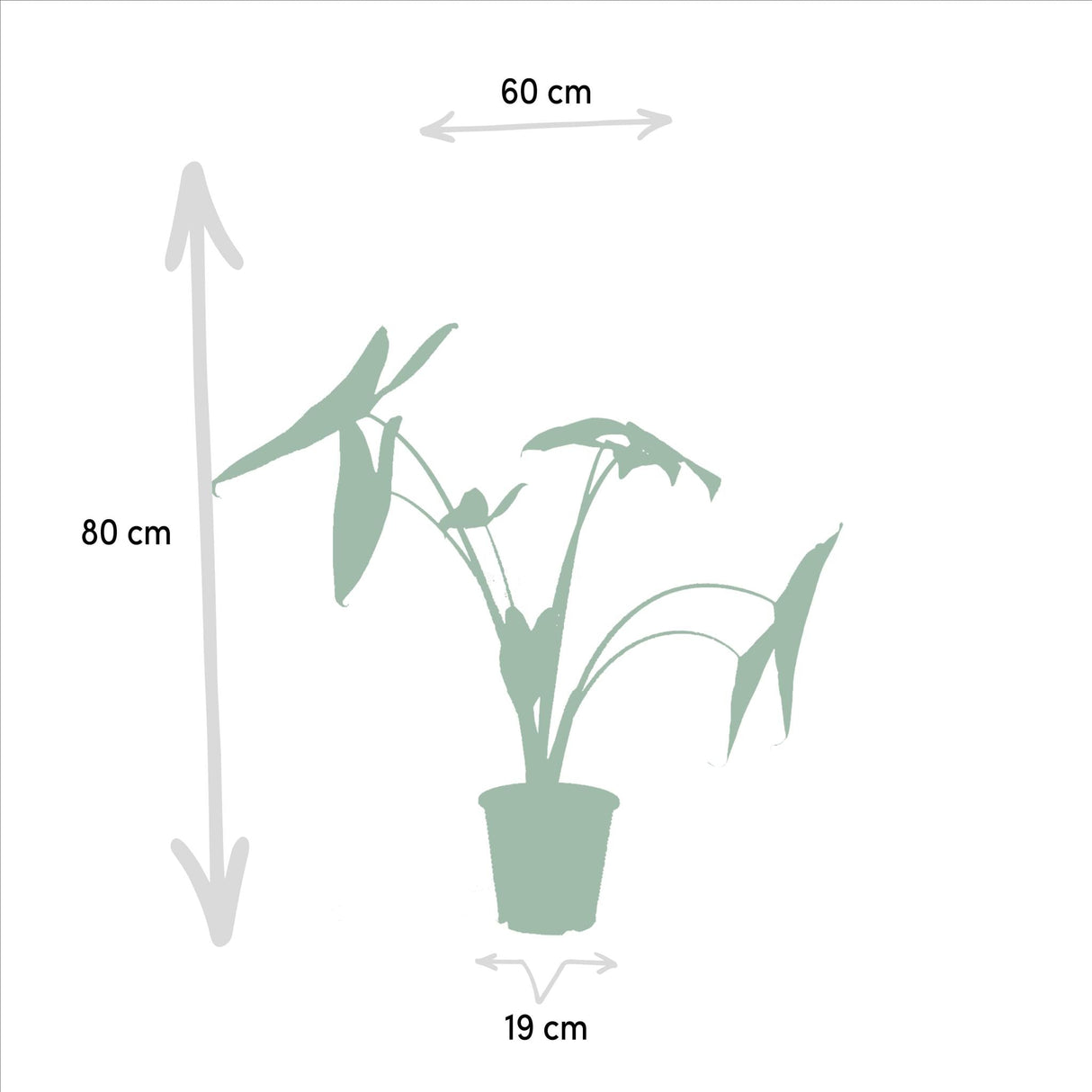 Livraison plante Coffret Monstera Deliciosa, Alocasia Zebrina, Strelitzia Nicolai, Bananier Musa - Lot de 4 plantes