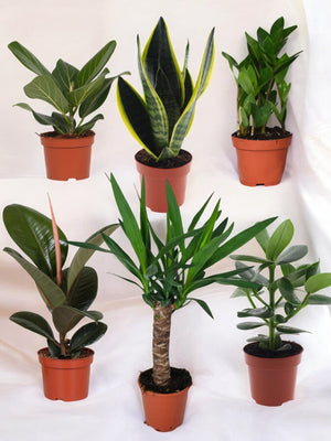 Livraison plante Coffret - Pack de 6 plantes