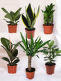 Livraison plante Coffret - Pack de 6 plantes